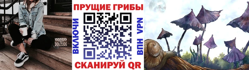 Галлюциногенные грибы Cubensis где продают Юрьевец